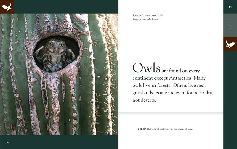 Load image into Gallery viewer, Amazing Animals: Owls: Paperback