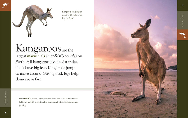 Load image into Gallery viewer, Amazing Animals: Kangaroos: Paperback