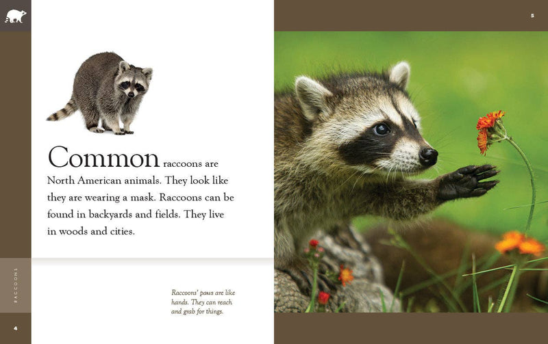 Load image into Gallery viewer, Raccoon Hand Puppet & Book Set Animal Educational Reading Imaginative Play Hansa