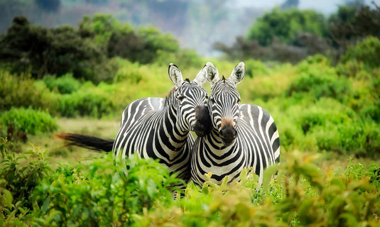 Wildlife Animal Assortment