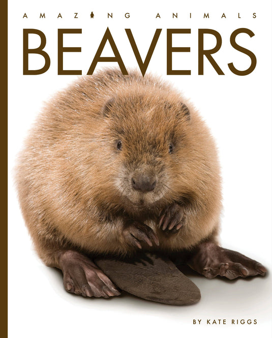 Amazing Animals - New Edition: Beavers: Paperback