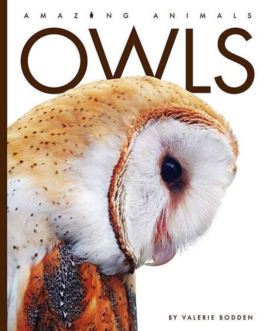 Amazing Animals: Owls: Paperback
