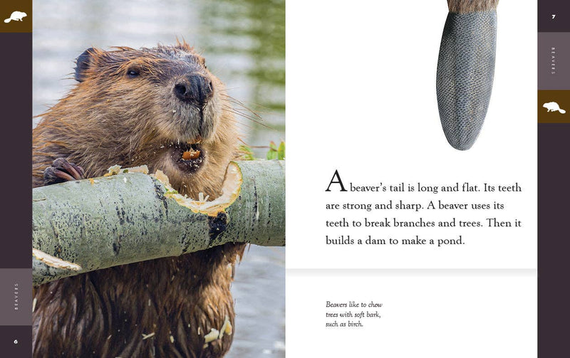 Load image into Gallery viewer, Amazing Animals - New Edition: Beavers: Paperback

