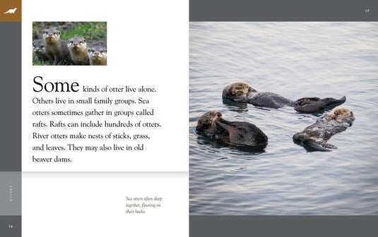 Otters: Paperback