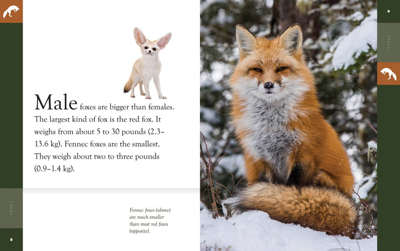 Load image into Gallery viewer, Amazing Animals: Foxes: Paperback
