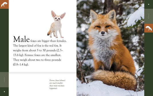 Amazing Animals: Foxes: Paperback
