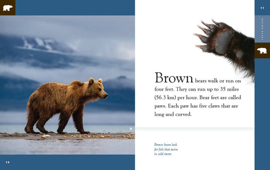 Amazing Animals - New Edition: Brown Bears: Paperback
