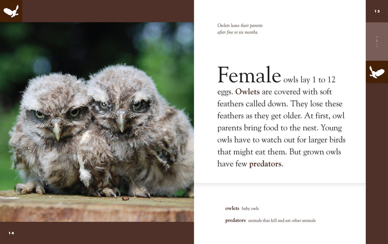 Load image into Gallery viewer, Amazing Animals: Owls: Paperback
