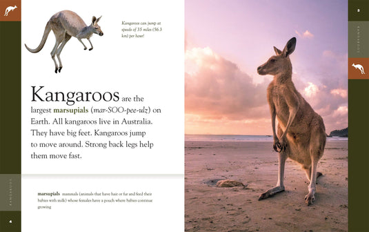 Amazing Animals: Kangaroos: Paperback
