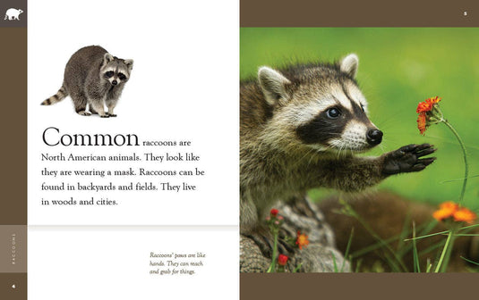 Raccoons: Paperback