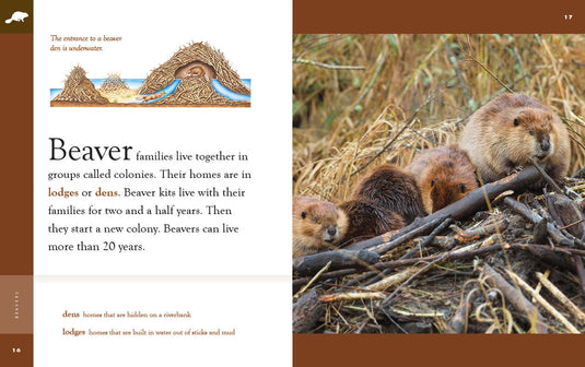 Beaver Hand Puppet & Book Set Animal Educational Reading Imaginative Play Hansa