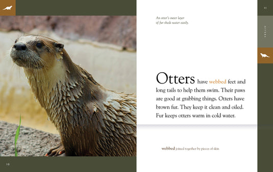 Otter Hand Puppet and Book Set Animal Educational Reading imaginative play Hansa