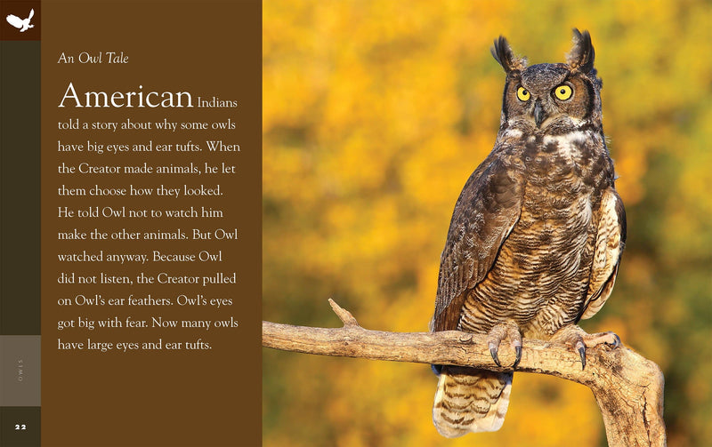 Load image into Gallery viewer, Amazing Animals: Owls: Paperback
