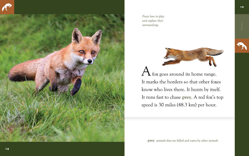 Load image into Gallery viewer, Amazing Animals: Foxes: Paperback
