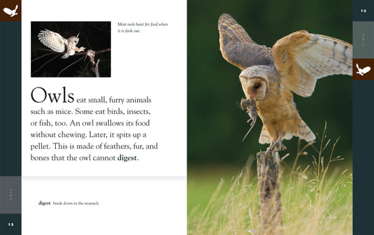 Amazing Animals: Owls: Paperback