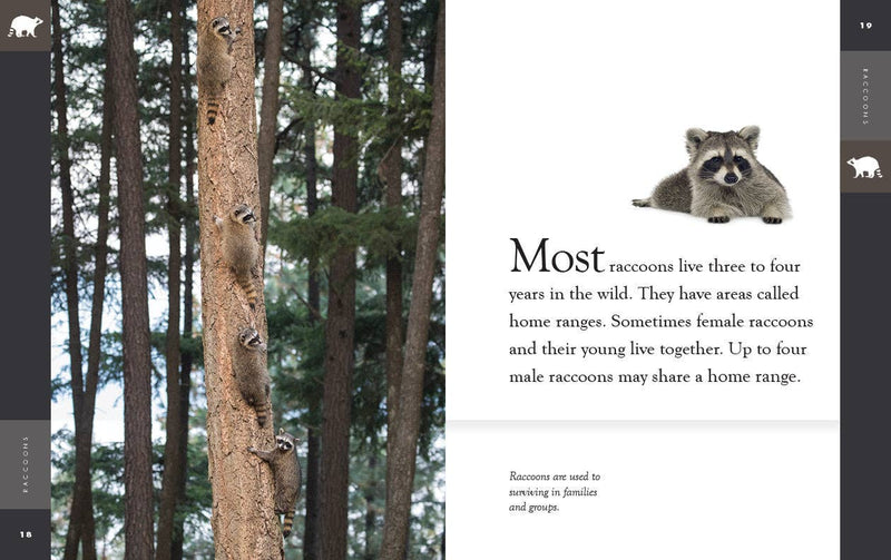 Load image into Gallery viewer, Raccoon Hand Puppet &amp; Book Set Animal Educational Reading Imaginative Play Hansa
